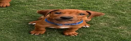 Rhodesian Ridgeback dogs for sale: Male Rhodesian Ridgeback  - Advert 1