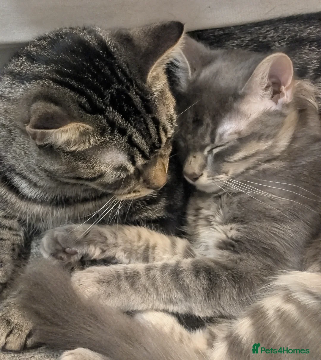 Mixed Breed cats for sale: Can you give my baby boys a good home? - Advert 1