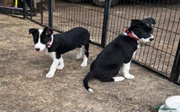 Border Collie dogs for sale: Beautiful Border Collie Puppies - Image 5