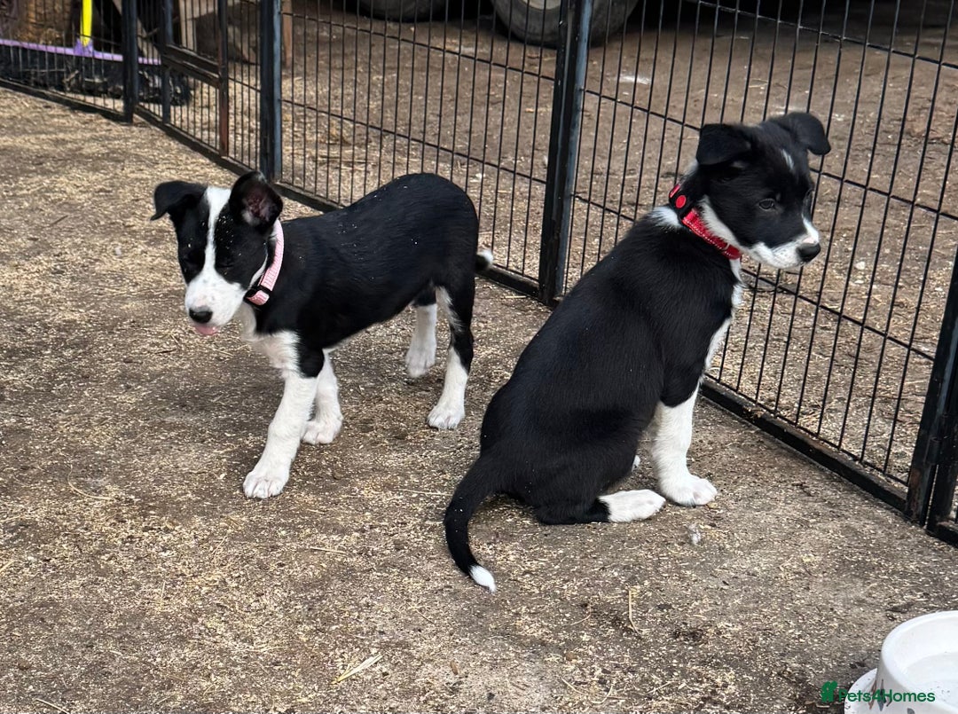 Border Collie dogs for sale: Beautiful Border Collie Puppies - Image 5