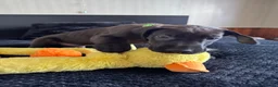 Great Dane dogs for sale: Ready now! Beautiful KC Great Dane puppies  - Advert 7