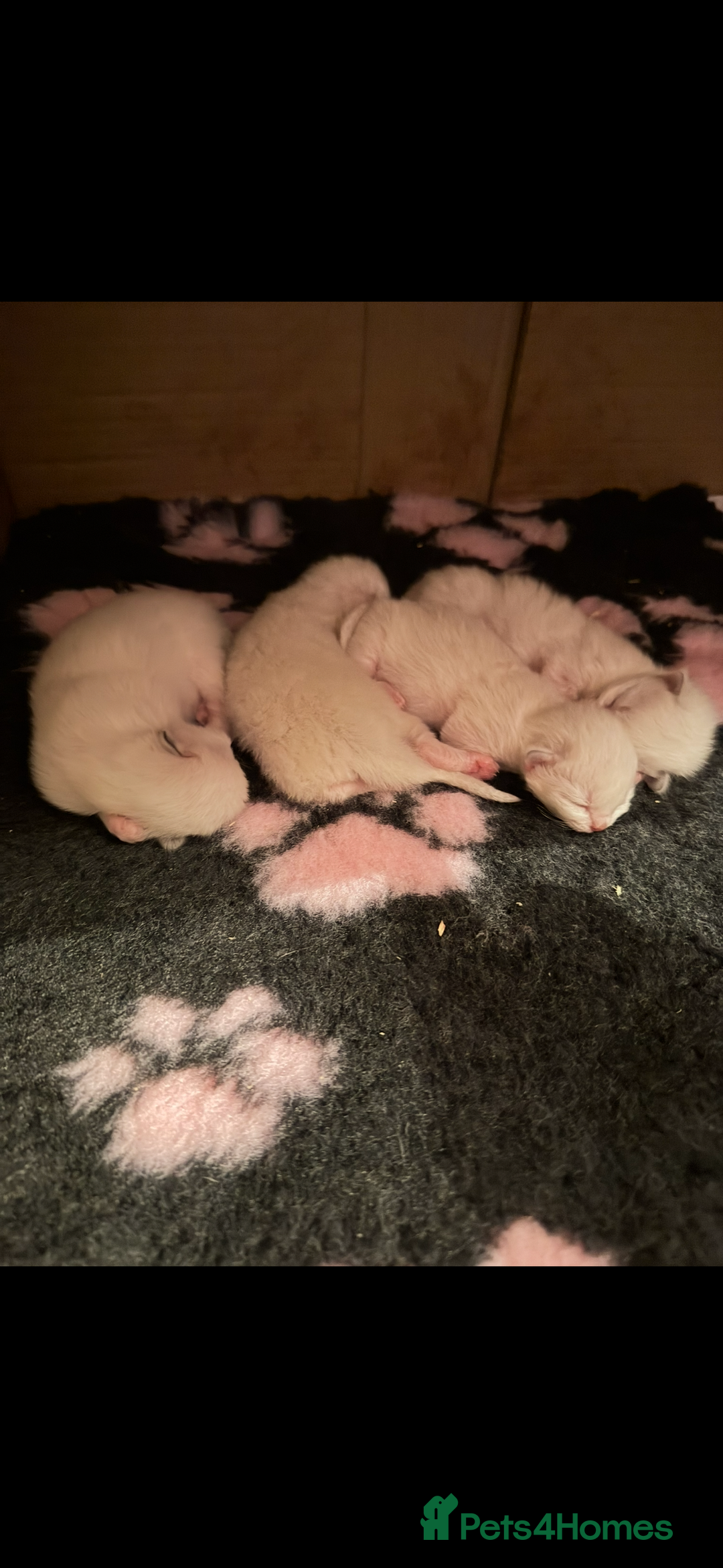 Ragdoll cats for sale: Beautiful Registered Ragdoll Kittens Available  - Advert 8