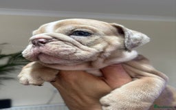 English Bulldog dogs for sale: Beautiful English Bulldog Puppies - Image 26