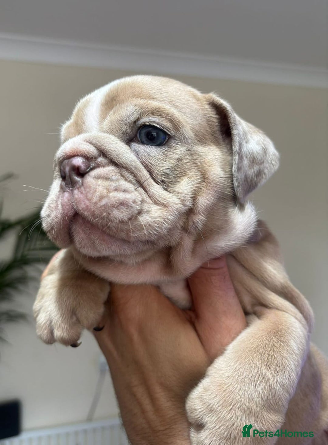 English Bulldog dogs for sale: Beautiful English Bulldog Puppies - Image 26