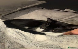 British Shorthair cats for sale: 1 Male & 1 Female kitten - Image 4
