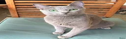 Russian Blue cats for sale: Russian Blue Boy - Advert 13