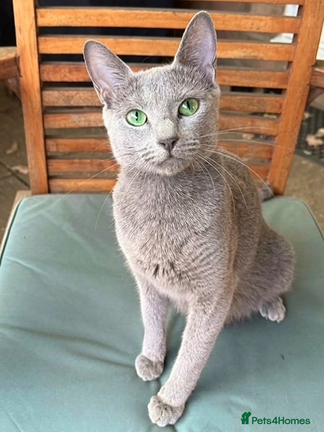 Russian Blue cats for sale: Russian Blue Boy - Advert 13
