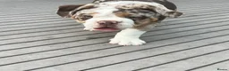 Mixed Breed dogs for sale: 12 week old, olde double bully male pup  - Advert 15