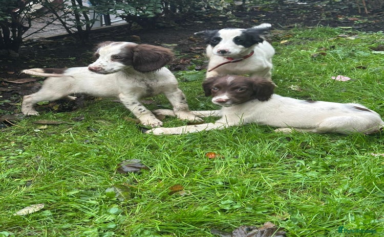 English Springer Spaniel dogs Springer spaniel pups for sale  - Advert 1