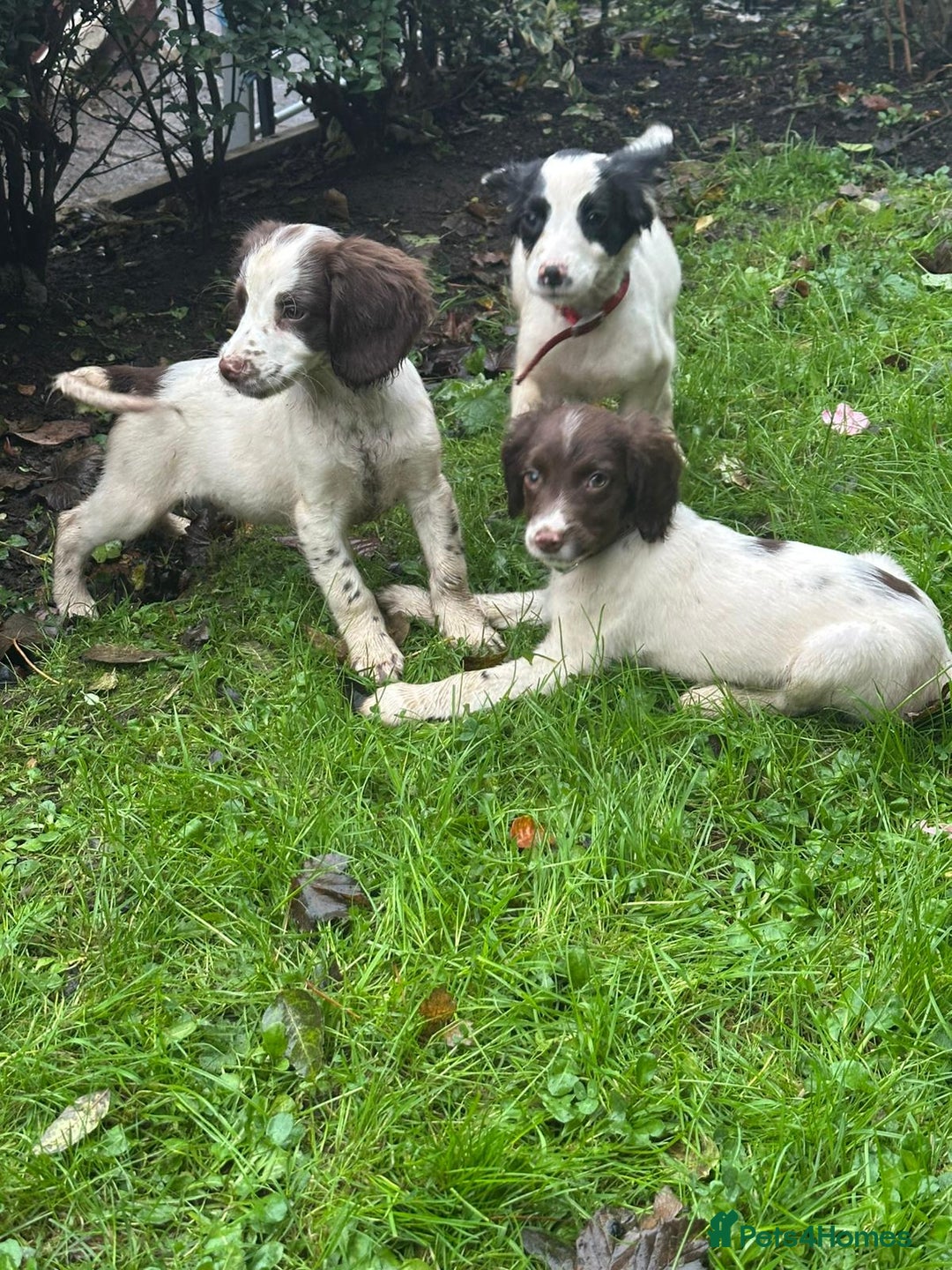 English Springer Spaniel dogs for sale: Springer spaniel pups for sale  - Advert 1