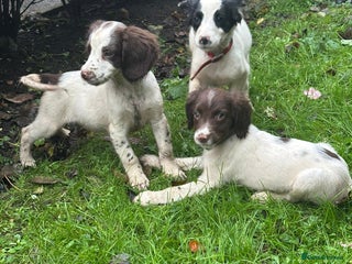 English Springer Spaniel dogs Springer spaniel pups for sale - Advert 2