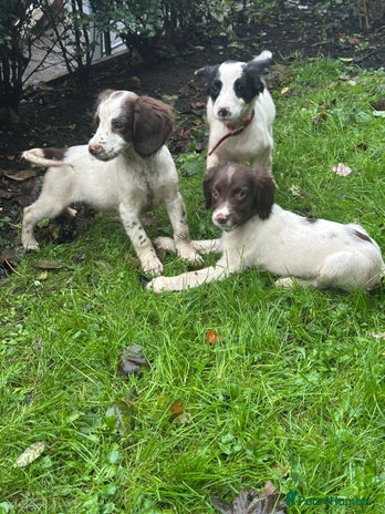 English Springer Spaniel dogs Springer spaniel pups for sale - Advert 6