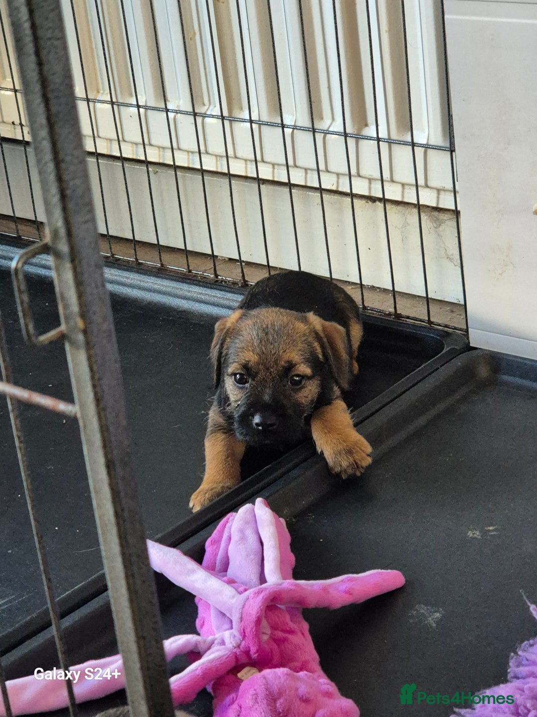 Border Terrier dogs for sale: Stunning border terrier puppys - Image 20