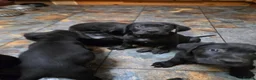Mixed Breed dogs for sale: Labrador X Cane Corso Puppies READY NOW - Advert 6