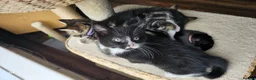 Mixed Breed cats for sale: 5 little kittens ready for the new lovely homes  ! in Cheltenham - Advert 12