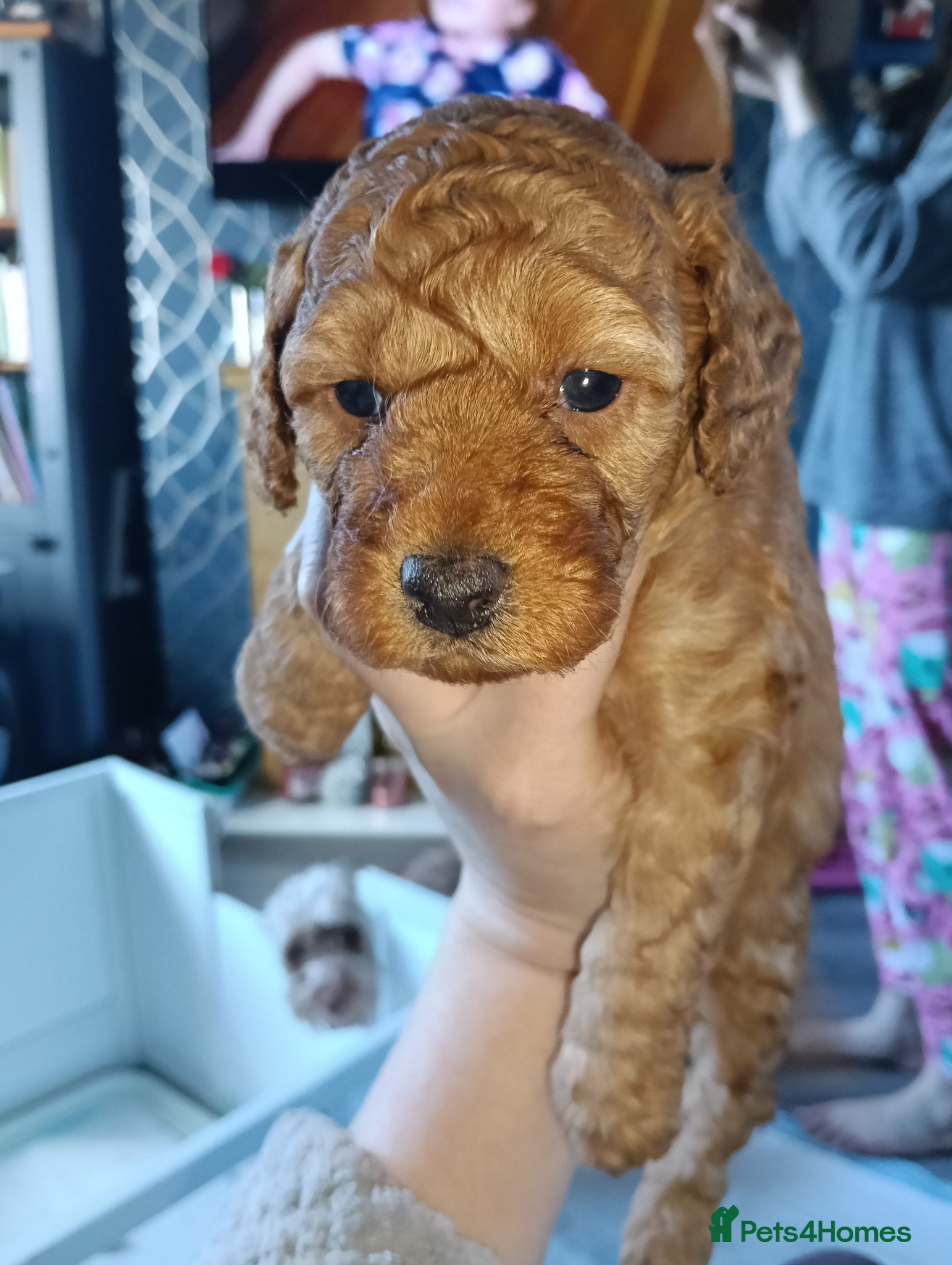 Cockapoo dogs F1b Miniature Cockapoo Puppies – Ready 1st May 🐾 - Advert 2