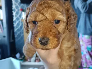 Cockapoo dogs F1b Miniature Cockapoo Puppies – Ready 1st May 🐾 - Advert 2