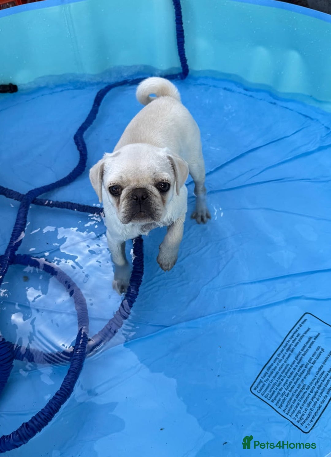 Pug dogs for sale: White female pug  - Advert 2