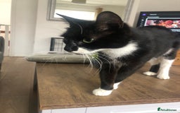 Mixed Breed cats for sale: Female cat for rehoming - Image 3