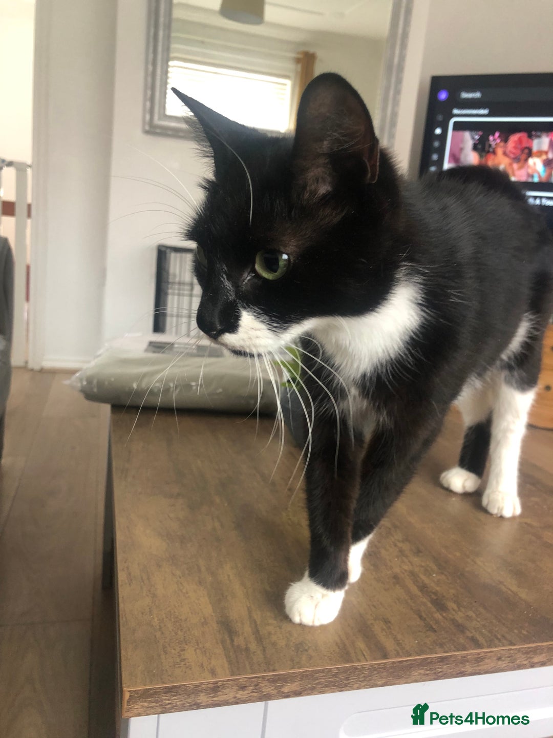 Mixed Breed cats for sale: Female cat for rehoming - Image 3