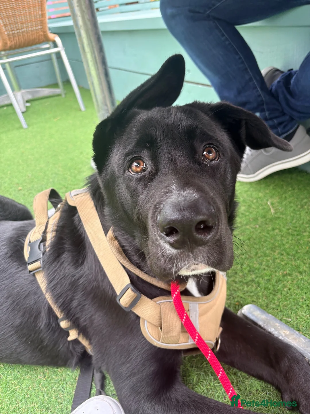 Mixed Breed dogs for sale: Jax male puppy - Advert 2