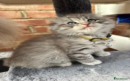 Scottish Fold cats for sale: Stunningly beautiful Scottish Fold x Ragdoll  - Image 19