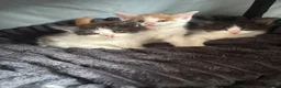 Maine Coon cats for sale: Maine coon & Turkish van mix - Advert 12