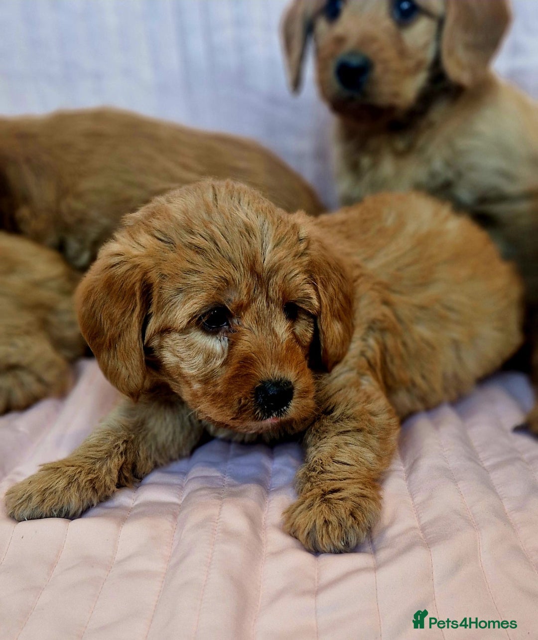 Labradoodle dogs for sale: Beautiful F1 Labradoodles - Advert 8