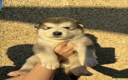 Alaskan Malamute dogs for sale: KC registered Puppies Available - Image 2