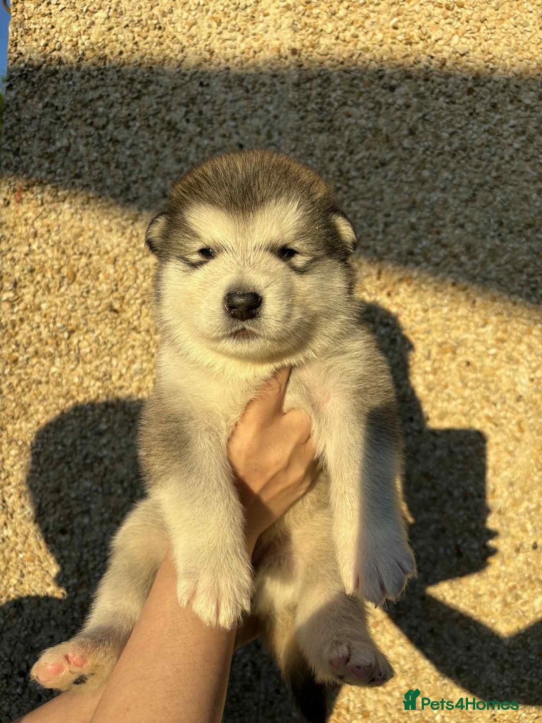 Alaskan Malamute dogs for sale: KC registered Puppies Available - Image 2