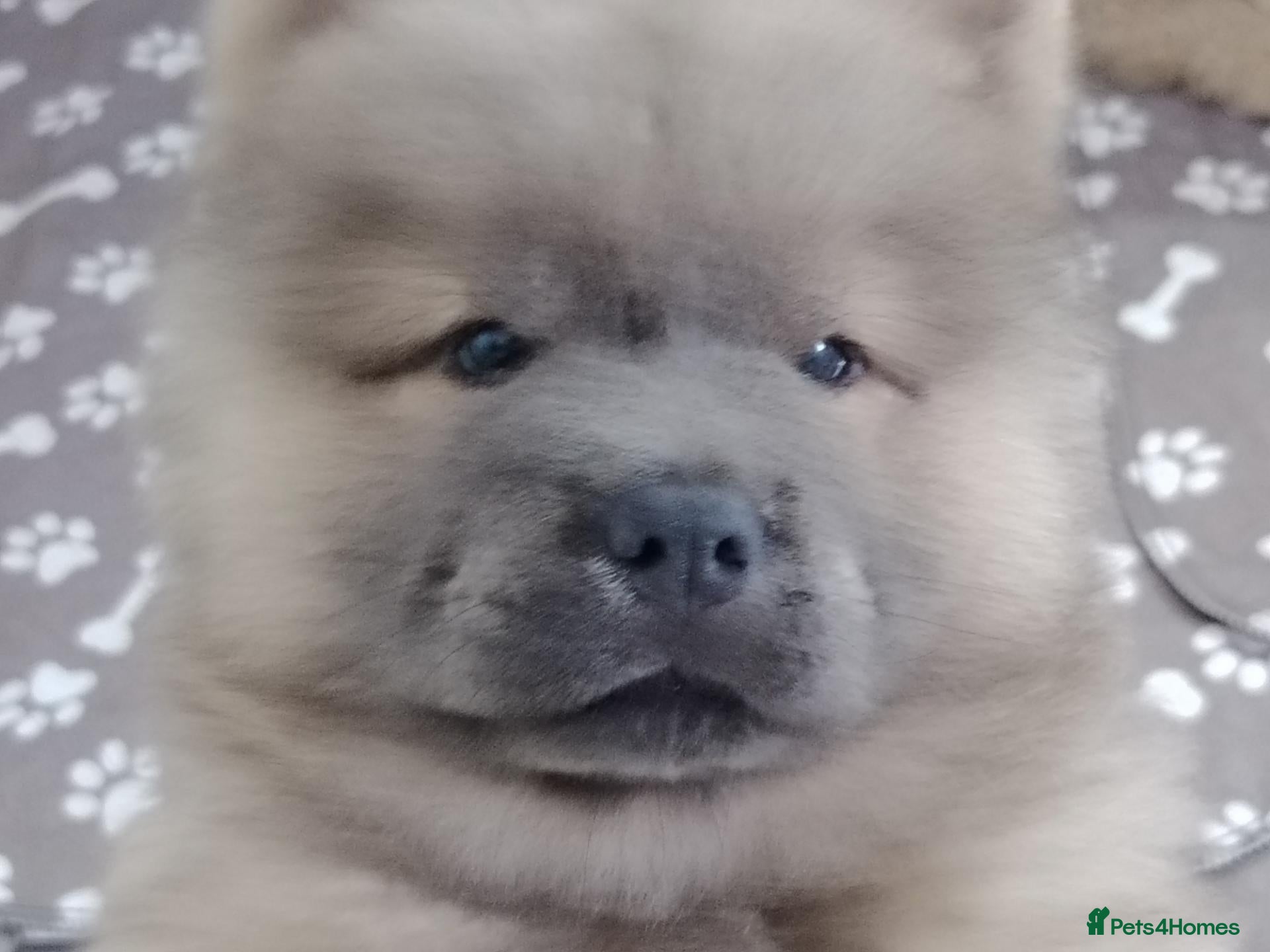 Chow Chow dogs 🐻❤️ Only 2 beautiful Chow Chow puppies left! ❤️🐻 - Advert 16