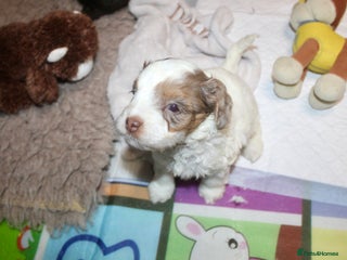 Cockapoo dogs - Advert 5