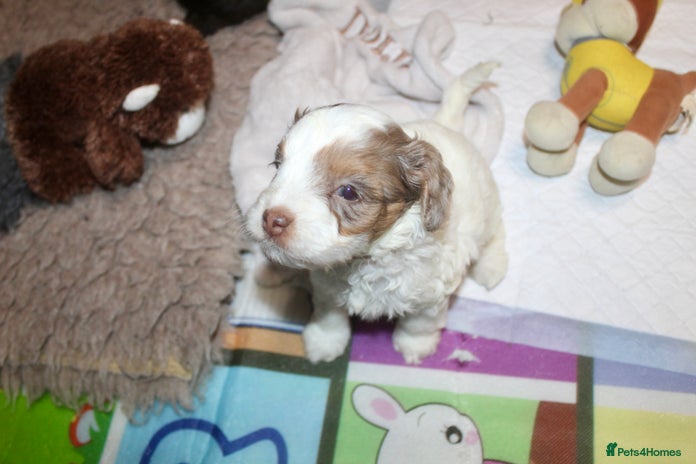 Cockapoo dogs - Advert 3