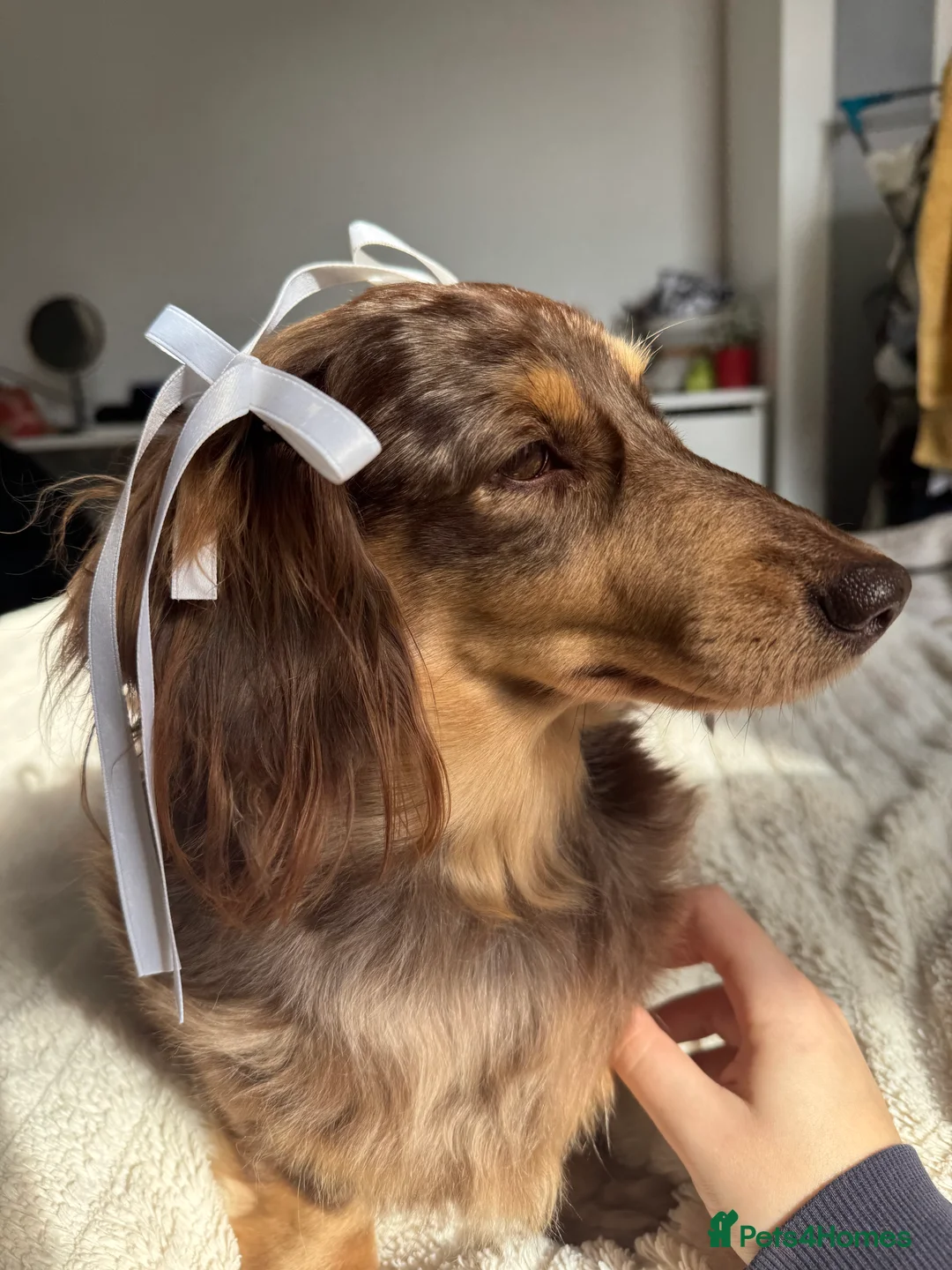 Miniature Dachshund dogs for sale: miniature long haired dauschound  in Southsea - Advert 2