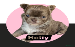 Chihuahua dogs for sale: Chihuahua - Amazing Fluffy boys and girls - Advert 4