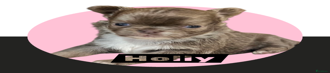 Chihuahua - Holly