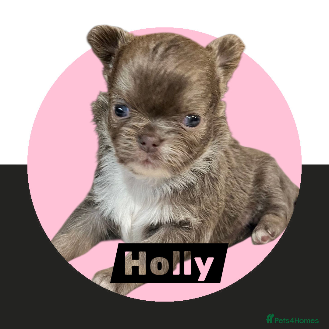 Chihuahua dogs for sale: Chihuahua - Amazing Fluffy boys and girls - Advert 4