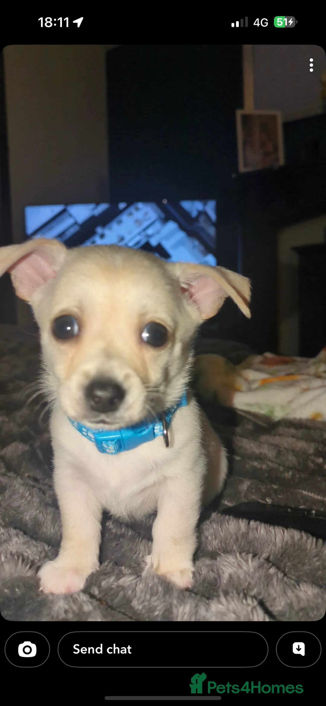 Chihuahua dogs for sale: 2 beautiful boys  - Advert 6