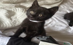 British Shorthair cats for sale: 5 BSH kittens (Grey Kitten GONE) - Image 26