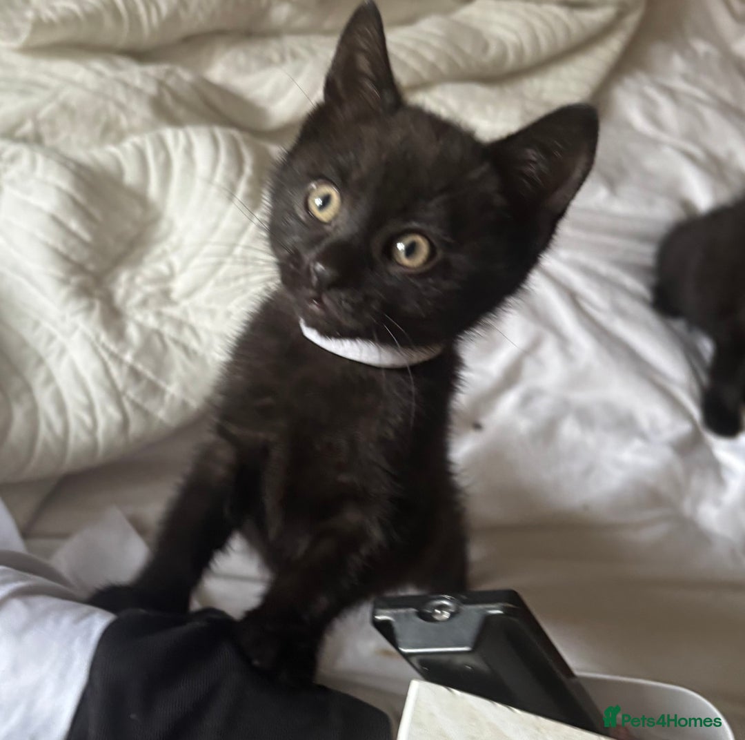 British Shorthair cats for sale: 5 BSH kittens (Grey Kitten GONE) - Image 26