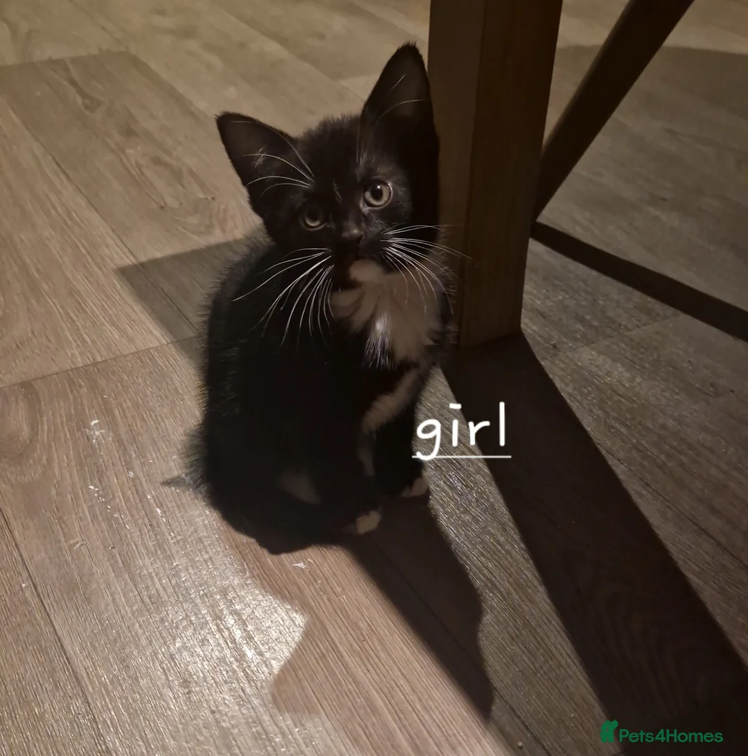 Mixed Breed cats for sale: Female kitten - Advert 3