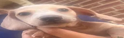 Miniature Dachshund dogs for sale: Mini dachshund for sale females  in Wisbech - Advert 6