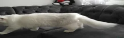 Persian cats for sale: Persian chinchilla silver back in Walsall - Advert 16