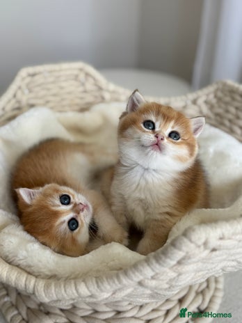 British Shorthair cats in Maidstone - Advert 3