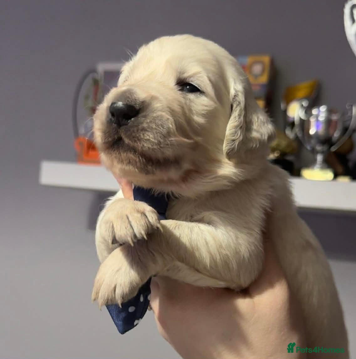 Golden Retriever dogs Beautiful Golden retriever Pups Showline KC Reg - Advert 11