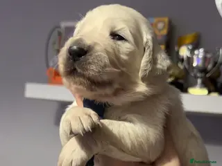 Golden Retriever dogs Beautiful Golden retriever Pups Showline KC Reg - Advert 11