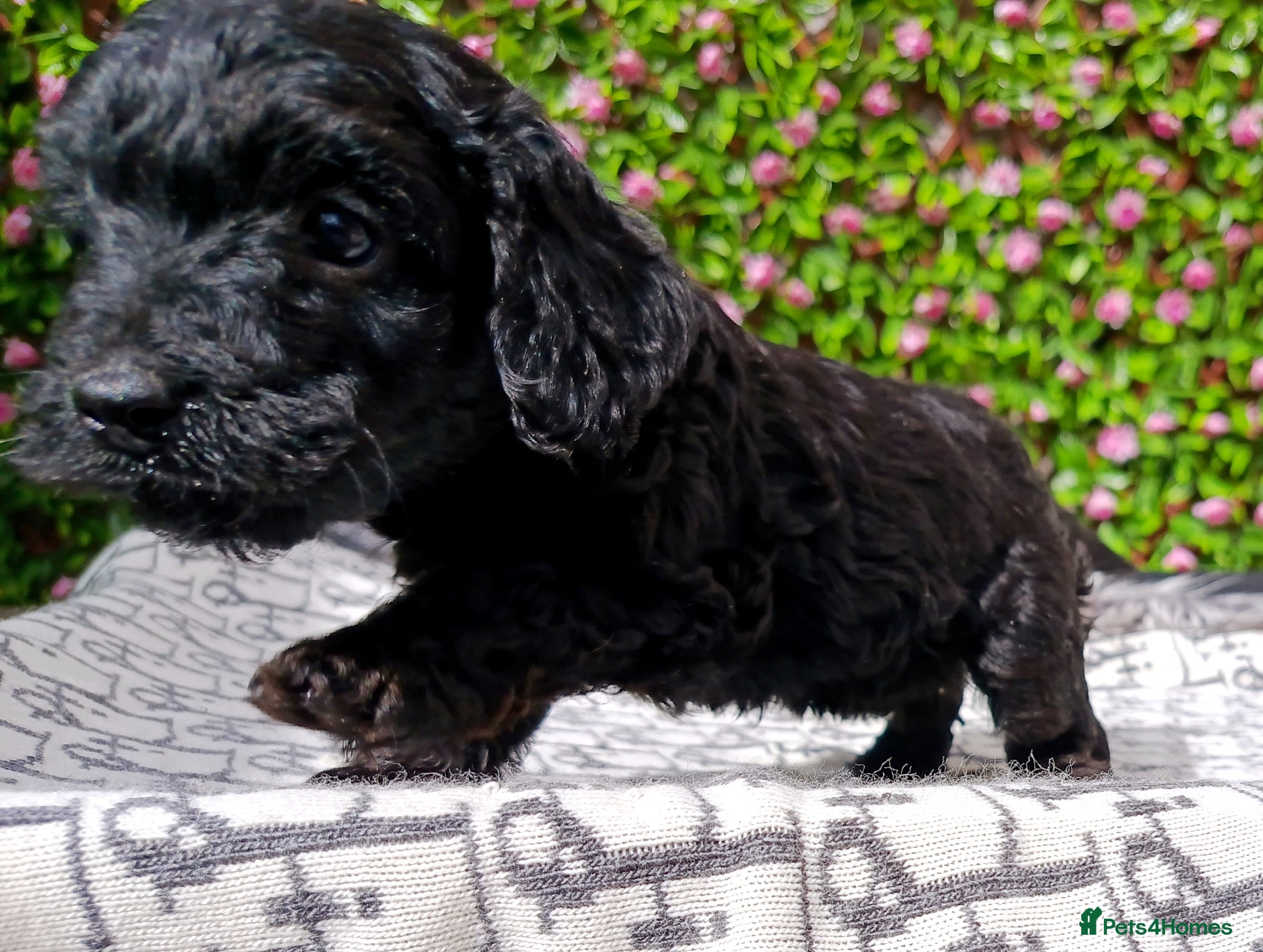 Cavapoo dogs FULLY VAX F1 CAVAPOO EXTENSIVELY H TESTED TOY SIZE - Advert 2
