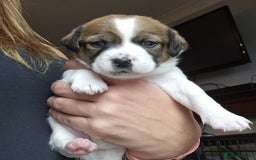 Mixed Breed dogs for sale: Spaniel jack cross jack chi pups - Image 2