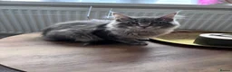 Maine Coon cats for sale: 🐾 STUNNING MAINE COON BOY – UNIQUE COAT 🐾 - Advert 11