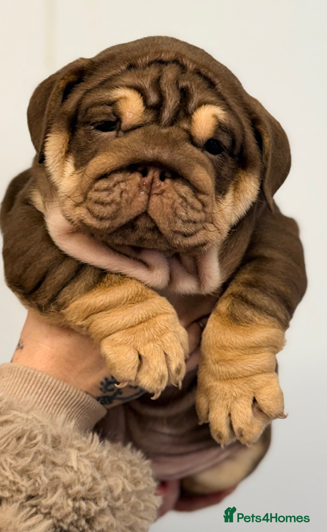 English Bulldog dogs for sale: *Stunning* KC English bulldog puppies ready 20/12 - Advert 15